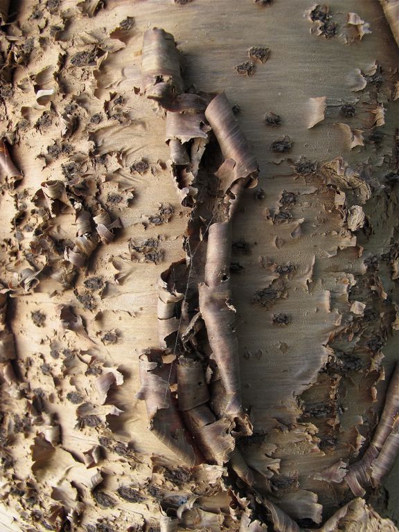 Alabanza de los árboles
